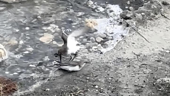 Milleyha'da kara karınlı kum kuşlarının yiyecek mücadelesi