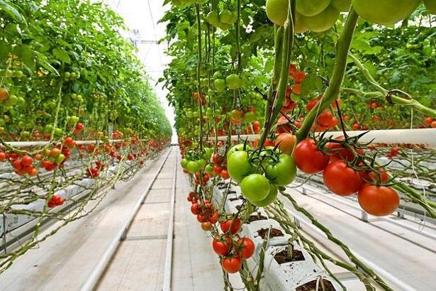 HEKTAŞ, ESG derecelendirmesinde ikinci olduğunu duyurdu