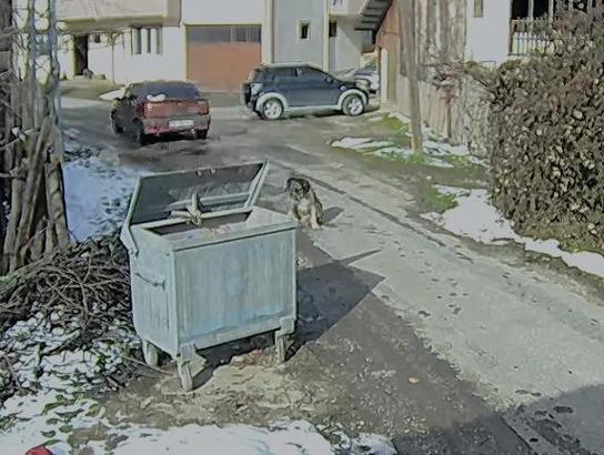 Otomobilin üzerinden geçtiği köpeğin vücudunda yüzlerce saçma izine rastlandı