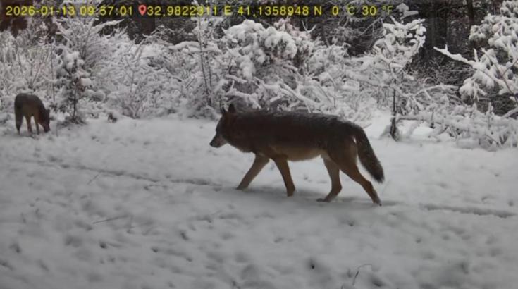 Karabük’te yaban hayatı fotokapana yansıdı