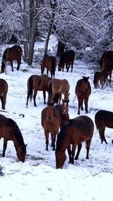 Yiyecek bulamayan yılkı atları kent merkezine indi
