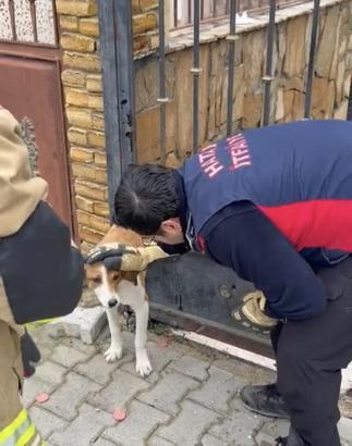 Hatay’da bahçe kapısına sıkışan köpek kurtarıldı
