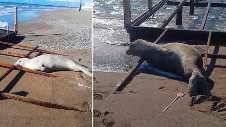 Akdeniz foku sahilde görüldü