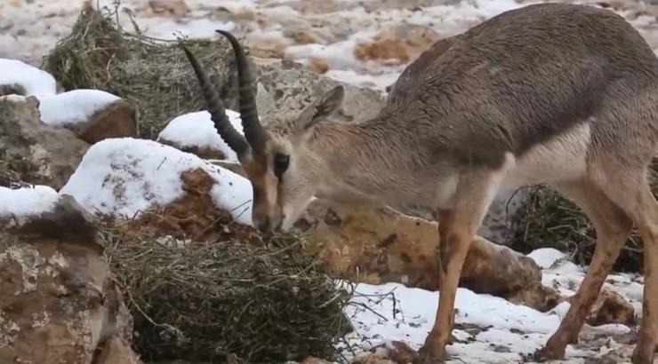 Dağ ceylanları 4 yıl aradan sonra karla buluştu