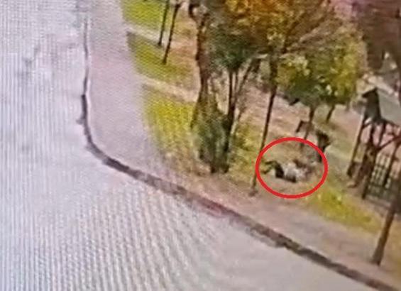 Sahipsiz 2 kurt köpeği, tasmayla gezdirilen evcil köpek ile sahibine saldırdı