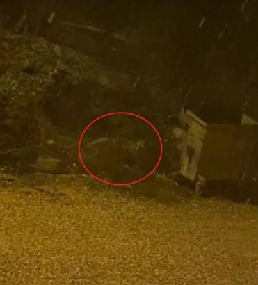 Mahalleye inen tilki çöp konteyneri etrafında görüntülendi