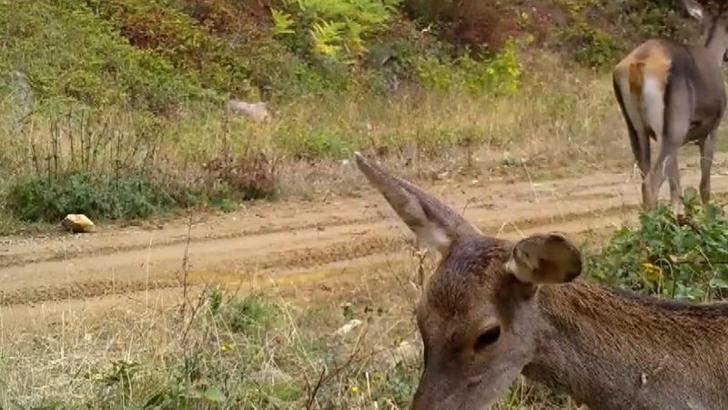 Ormanda otlayan kızılgeyikler fotokapanla görüntülendi