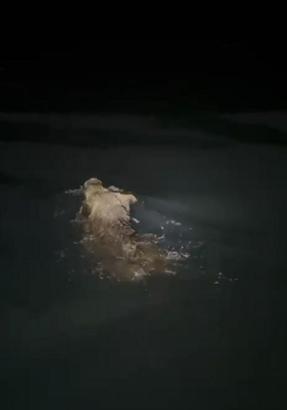 Denizde yüzen yaban domuzu görüntülendi