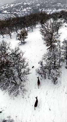 Karla kaplı ormanda gezen karacalar dron kamerasında