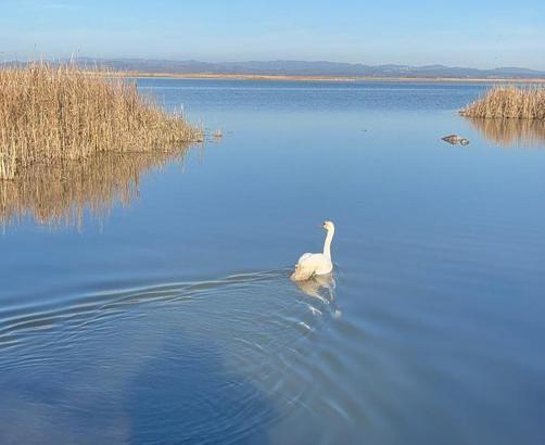Bitkin halde bulunan kuğu, bakımının ardından doğaya bırakıldı