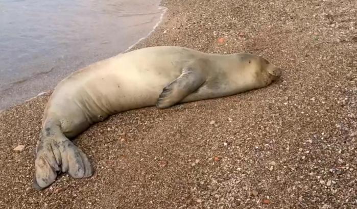 Yunanistan'dan kaçıp geldiği Antalya sahilinde dinlenen Akdeniz foku, mavi sularla buluşturuldu