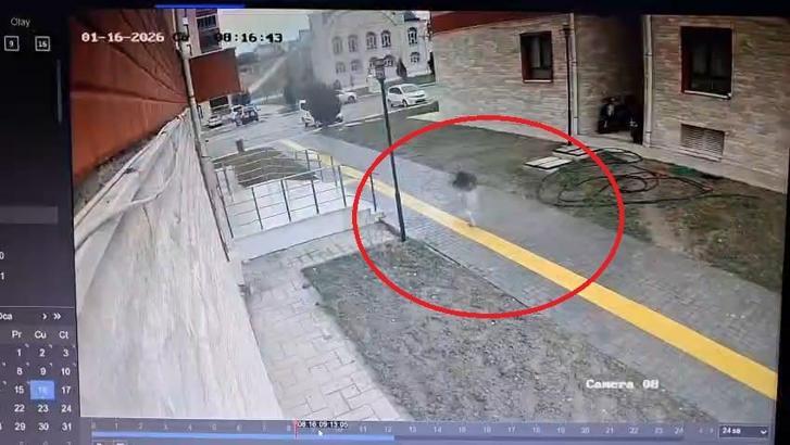 Karne almaya giderken sokak köpekleri peşine takılınca apartmana sığındı