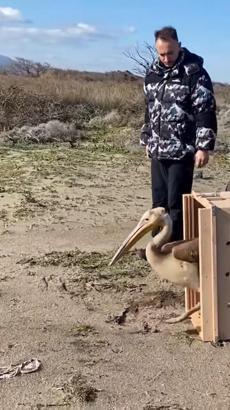 Yaralı ak pelikan 5 aylık tedavisinin ardından doğaya salındı