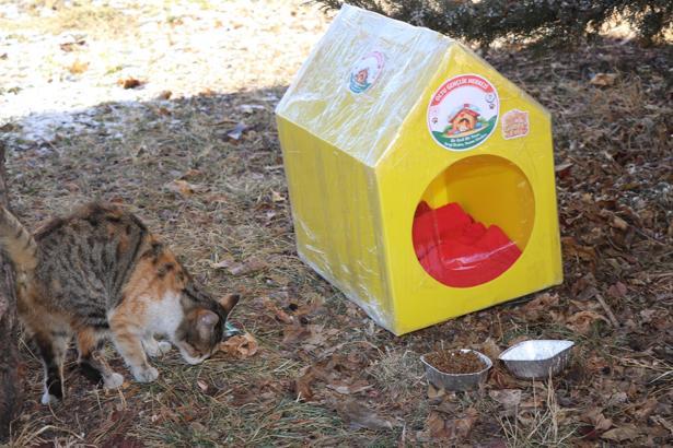 Sokak kedileri için plastikten evler yapıp, önlerine mama ve su bıraktılar