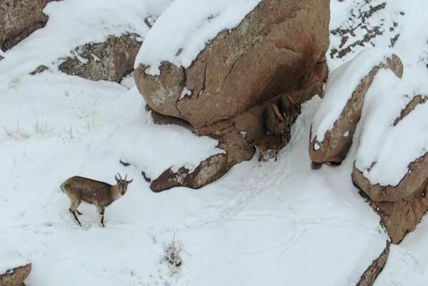 Karla kaplı kayalıklarda dolaşan dağ keçileri kamerada