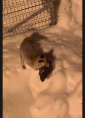 Kümese giren tilkinin tavuğu alıp götürdüğü anlar kamerada
