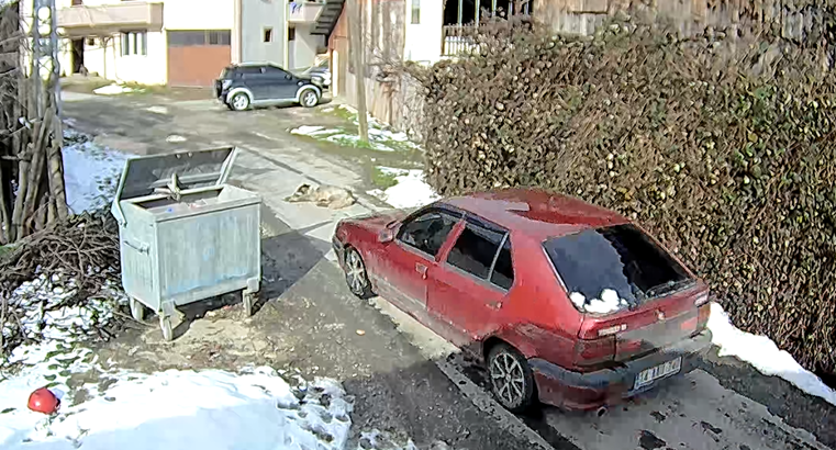 Üzerinden otomobil geçen köpek yürümeye başladı