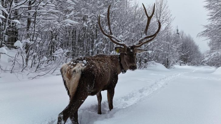 Karla kaplı yaylada yürüyen geyik dron kamerasında