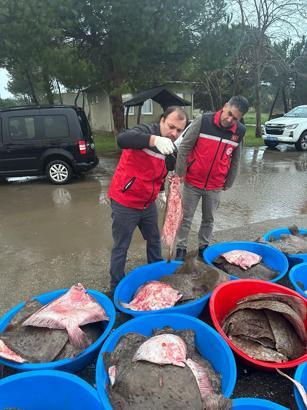 Kandıra’da yasa dışı avlanan 500 kalkan balığı ele geçirildi