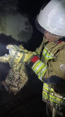 Hatay’da ev yanında mahsur kalan kediyi itfaiye kurtardı