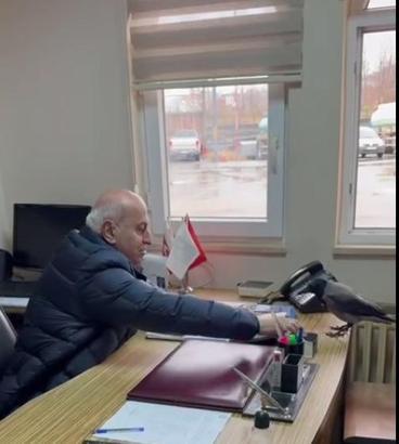 Belediye başkanı, odasına giren kargayı besledi
