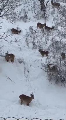Siirt’te yaban keçileri, doğal yaşam alanında görüntülendi