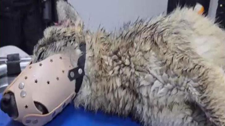 Bitlis’te yol kenarında yaralı halde bulunan kurt, tedaviye alındı