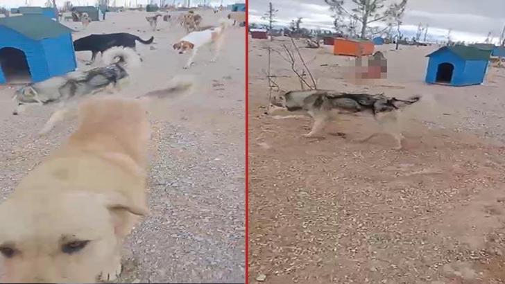 Barınakta aç kalan köpeklerin, başka köpeği yediği iddiası