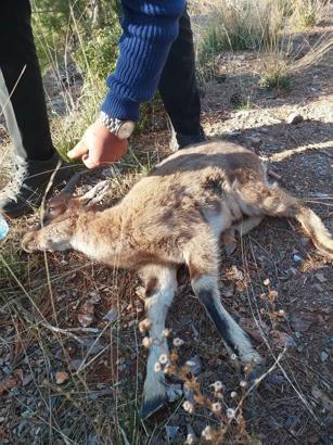 Yaban keçisi tedaviye alındı