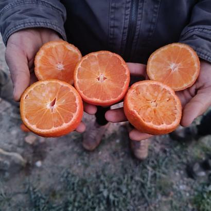 Narenciye üretiminin yüzde 40’ını karşılayan Adana’da ürünü don vurdu