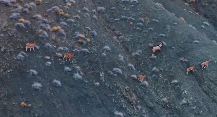 Giresun’un dağlarındaki yaban keçileri mercek altında