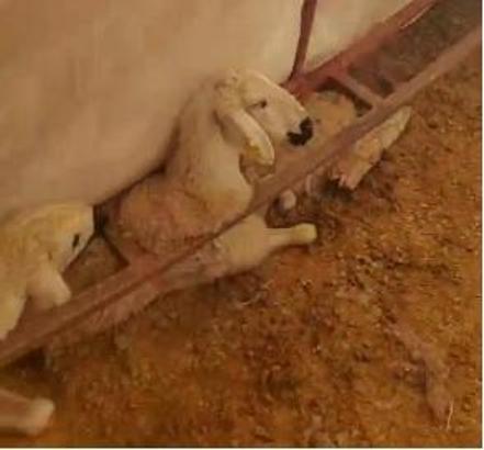 Üzerinde kar biriken çadır çöktü, 3 küçükbaş öldü