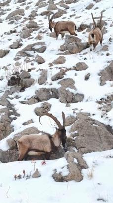 Karlı Aladağlar'da gezen dağ keçileri dron kamerasında