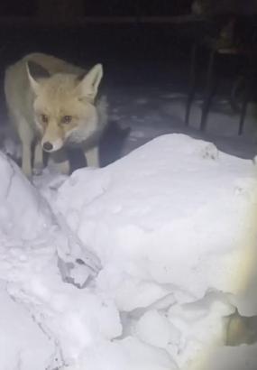 Adıyaman'da kapısına gelen tilkiyi besledi