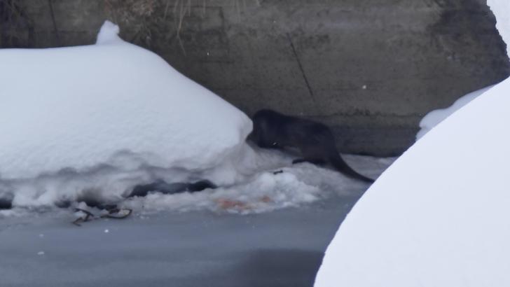 Yüksekova’da su samuru görüntülendi