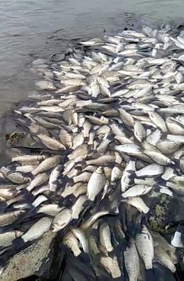 Tekirdağ’da gölette balık ölümlerine inceleme