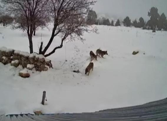 Bozyazı’da kurtların köye indiği anlar kamerada