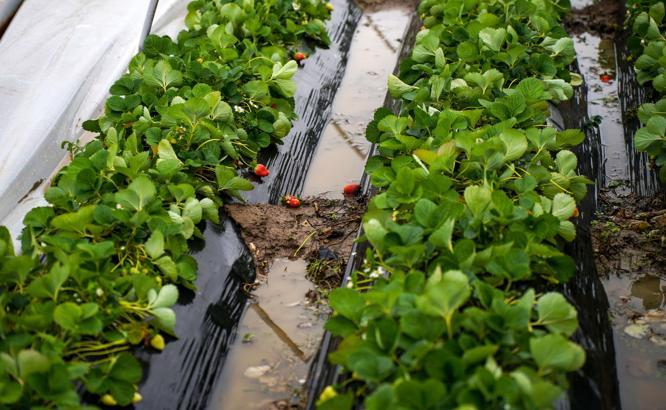 Antalya'da peş peşe hortumlar; seralar yıkıldı, çatılar uçtu / Ek fotoğraflar