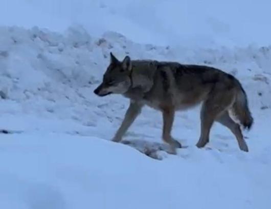 Tunceli’de aç kalan kurt yerleşim alanına indi