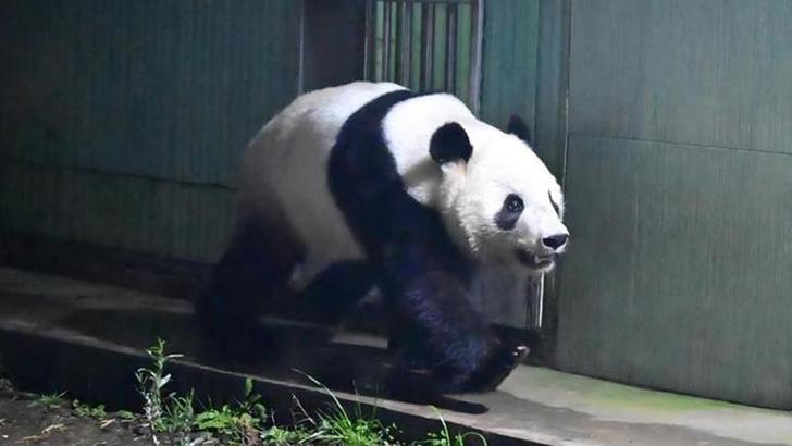 Japonya'daki son iki dev panda Çin'e döndü