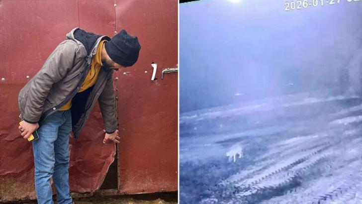 Sisli havada köye inen kurt, ağıldaki 200 koyunu öldürdü