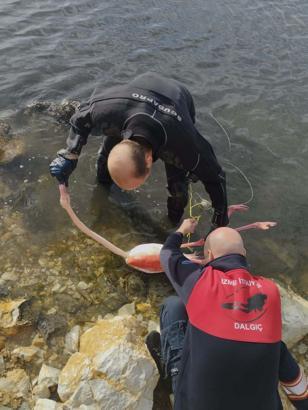 İpe dolanan flamingoyu itfaiye dalgıçları kurtardı