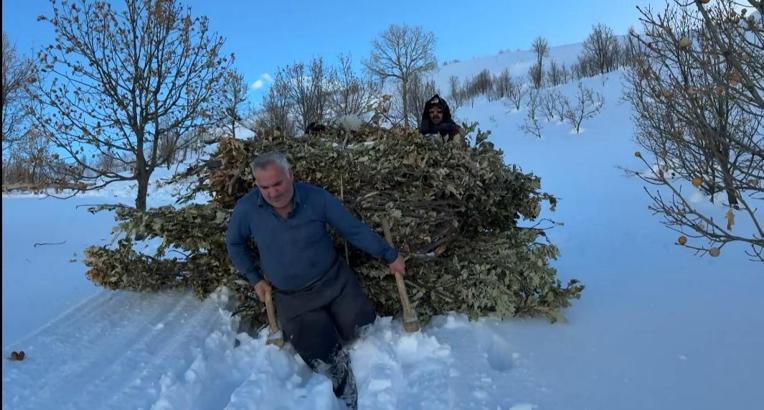 Bitlis'te besiciler, karda kızakla hayvanlarına ot taşıyor
