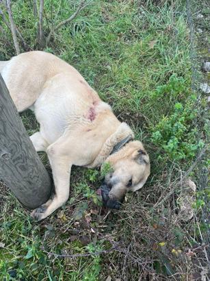 Kangal köpeği tüfekle vurularak öldürüldü: 1 gözaltı