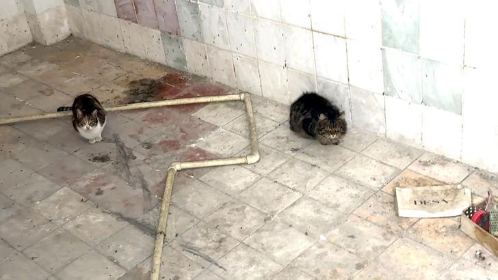 İstanbul - Avcılar'da havalandırma boşluğuna düşen kedileri itfaiye kurtardı