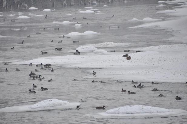 Yeşilbaş ördeklerin yüzeyi kısmen donan çayda yaşam mücadelesi