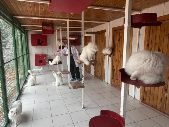 Ankara kedisini yaşatan merkezden 700'e yakın sahiplendirme