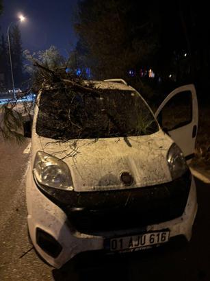 Adana'da devrilen ağacın dalları, seyir halindeki aracın ön camına saplandı