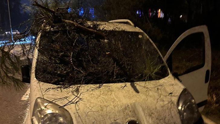 Adana'da devrilen ağacın dalları, seyir halindeki aracın ön camına saplandı