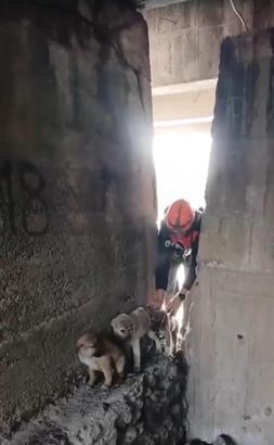 Çayda mahsur kalan yavru köpekleri itfaiye kurtardı